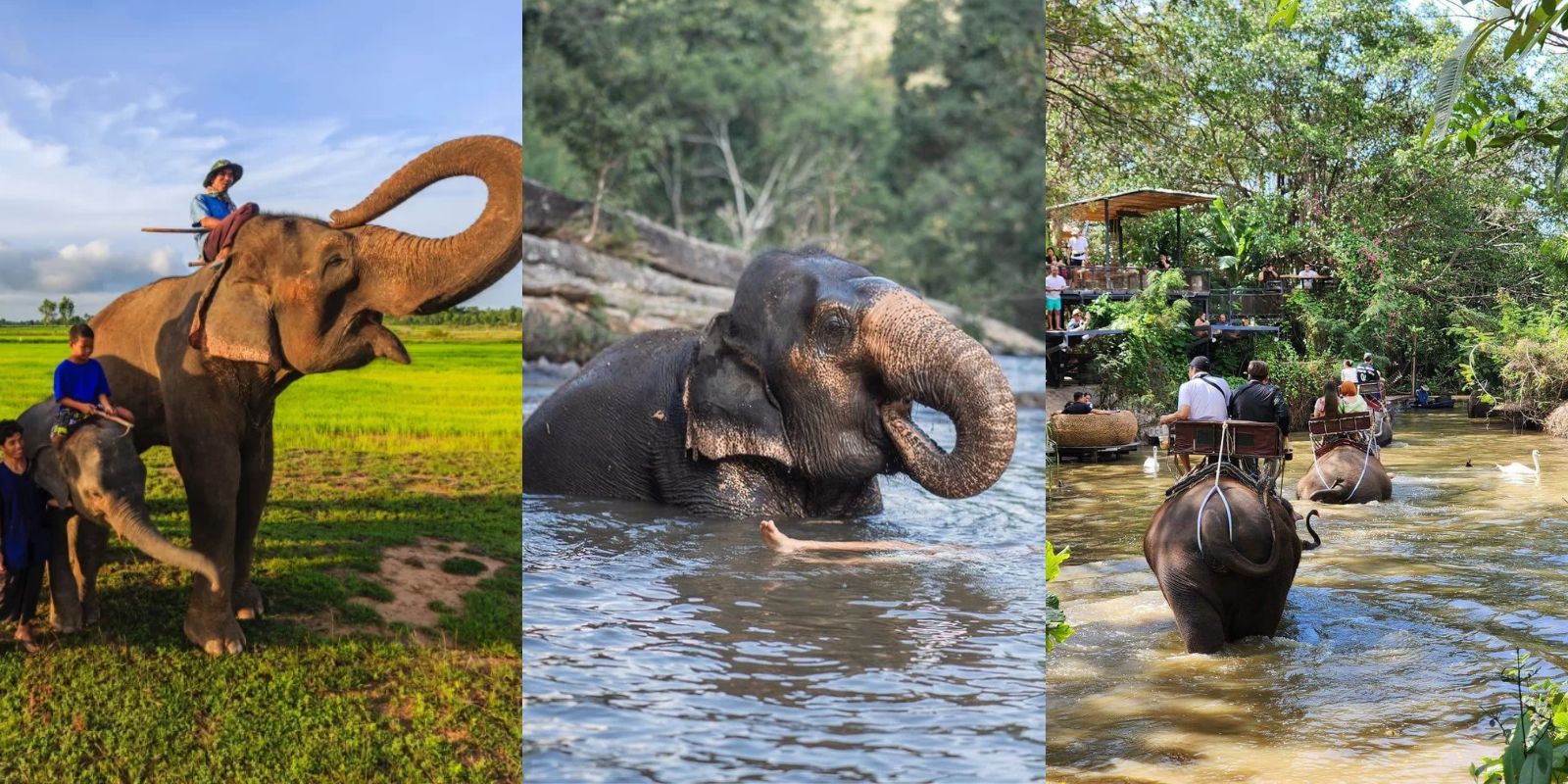 5 ที่เที่ยวที่มีช้าง ต้อนรับ วันช้างไทย อาบน้ำช้าง พร้อมสัมผัสความน่ารัก