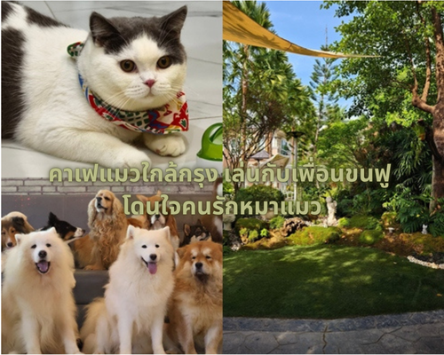 คาเฟ่แมว
